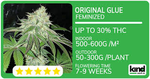Everything You Need to Know About Marijuana Seeds NJ 4 Everything You Need to Know About Marijuana Seeds NJ 4
