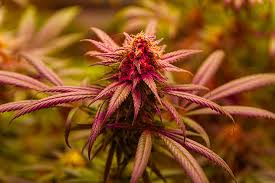 Everything You Need to Know About Marijuana Seeds NJ 4 Everything You Need to Know About Marijuana Seeds NJ 4