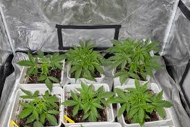 Everything You Need to Know About Marijuana Seeds NJ 4 Everything You Need to Know About Marijuana Seeds NJ 4